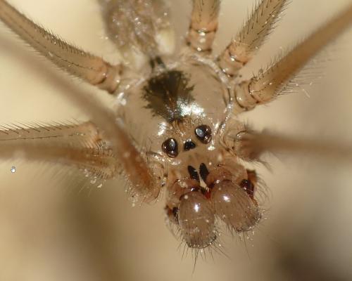 Réf. 335 241 : Pholcus phalangioides